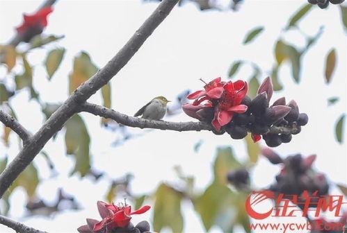 木棉花的秋天,木棉花的诗意时光