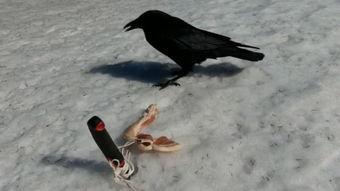 饲养乌鸦,从入门到精通