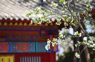 一日看尽长安花,尽赏千年繁华盛景